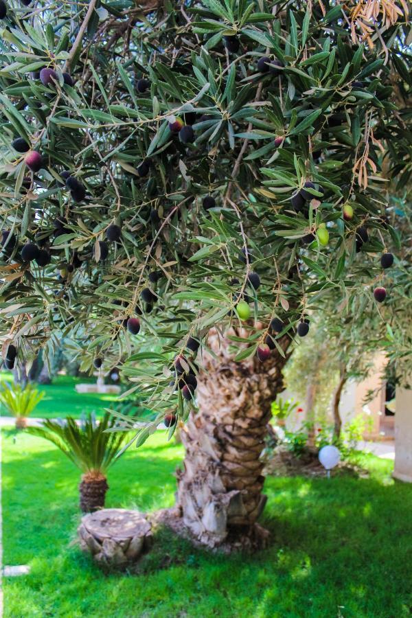 Riad Le Jasmin 塔鲁丹特 外观 照片