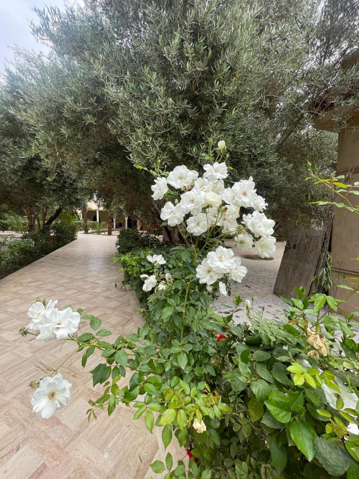 Riad Le Jasmin 塔鲁丹特 外观 照片
